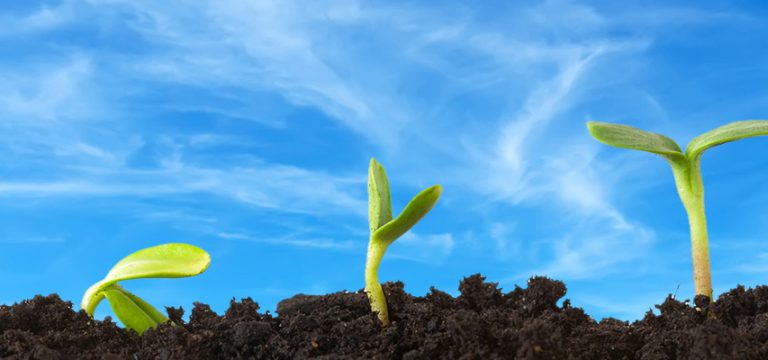 plant sprouts