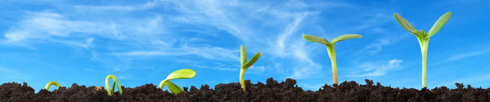 plant sprouts