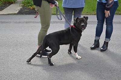 Dog on a leash