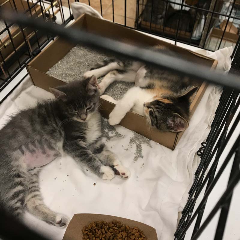 ARL Free Adoption Day kittens